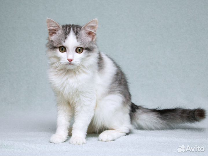 Пушистый котёнок Витька в добрые руки