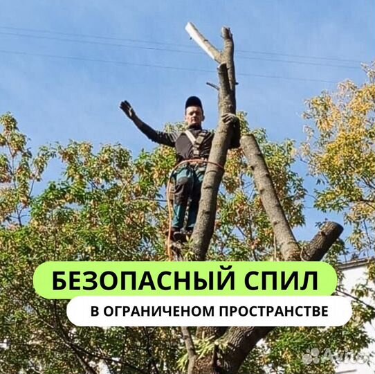 Вырубка деревьев Расчистка участков Дробление пней