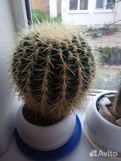 Кактусы редкие