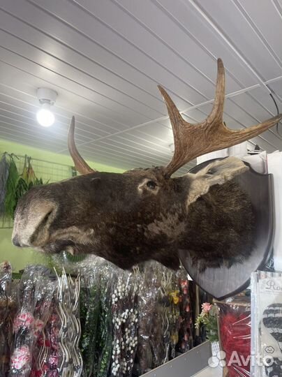Чучело головы лося
