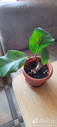 Фикус Лютеа