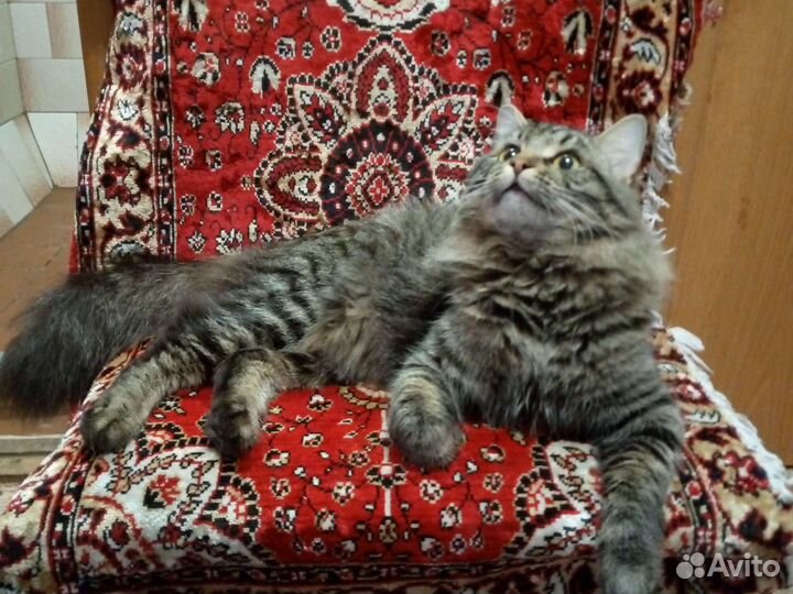 Кот матроскин