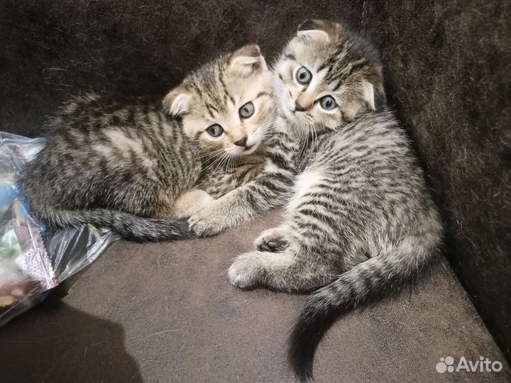Шотландские котята