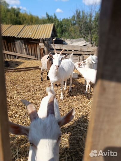 Зааненские чистокровные