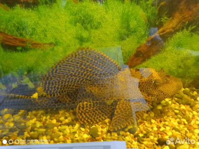 Аквариум с сомом