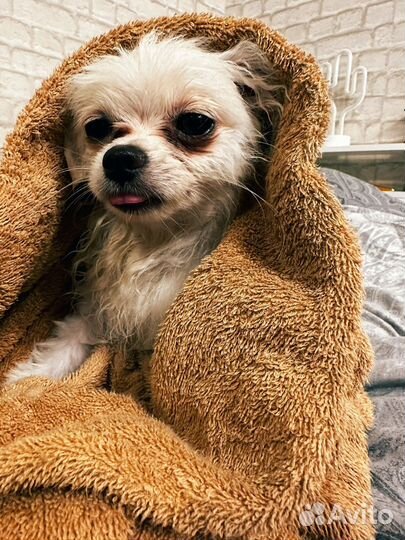 Передержка Вашего Питомца