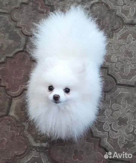 Померанский шпиц