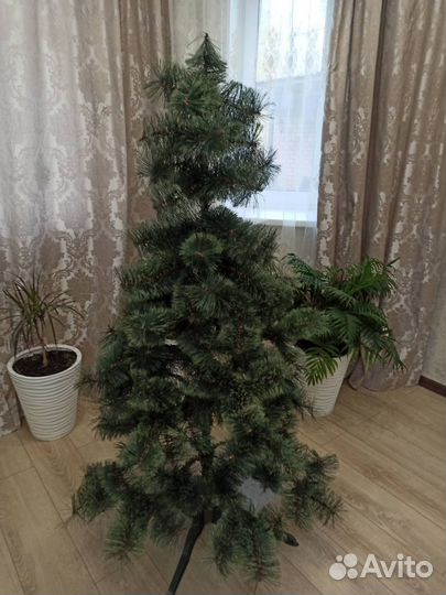 Ель