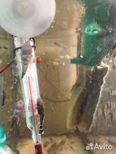 Сомики анциструсы