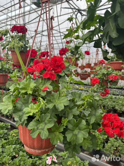 Пеларгония герань зональная и королевская