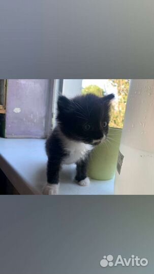 Кошки в добрые руки бесплатно