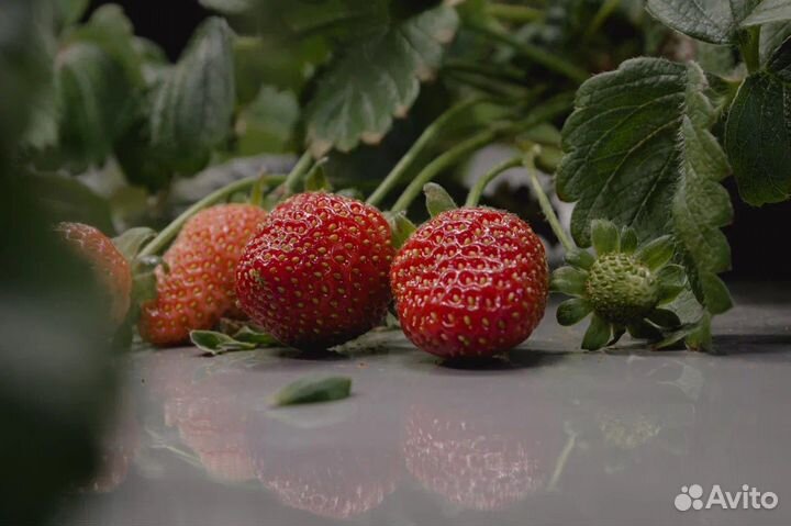 Запуск вертикальных фермБизнес Обучение