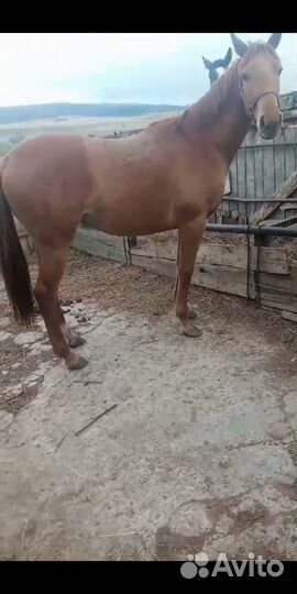 Лошадь кобылы