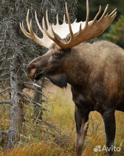 Рога лося,оленя