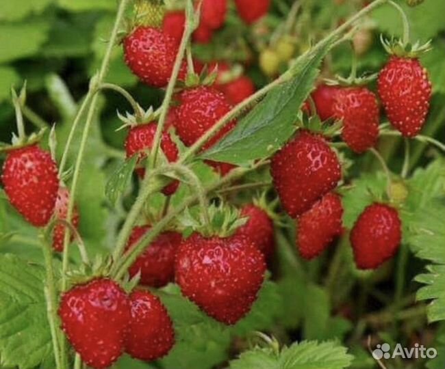 Земляника садовая ремонтантная