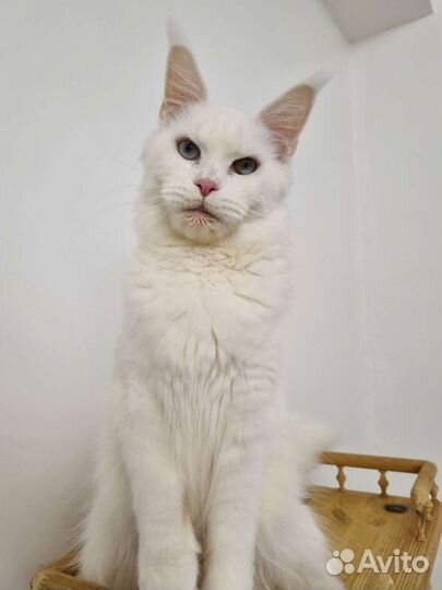 Мейн-куны с документами