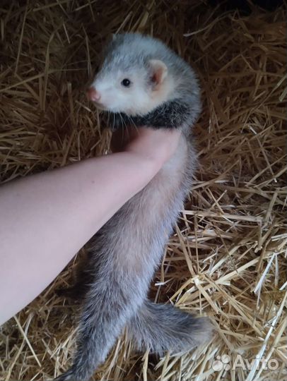 Хорек. Экзоты. Доставка. Привиты