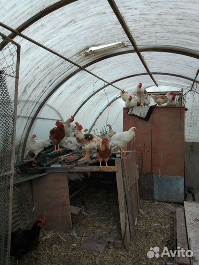 Петушки молодые