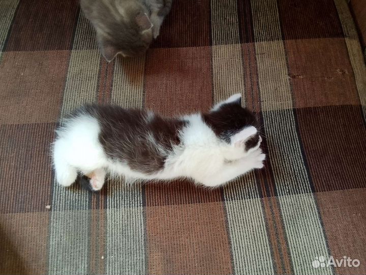 Кошка в дар