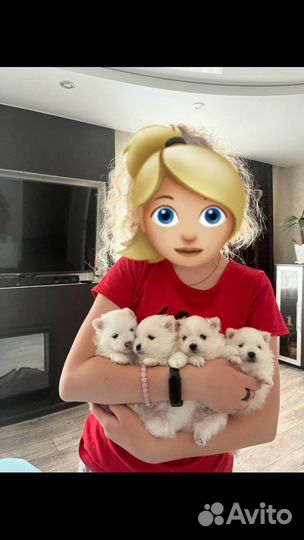 Померанский шпиц
