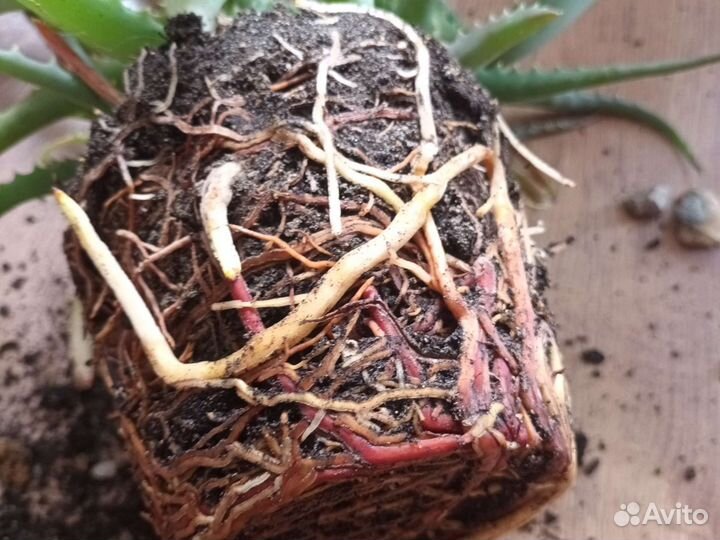 Пятилетнее алое