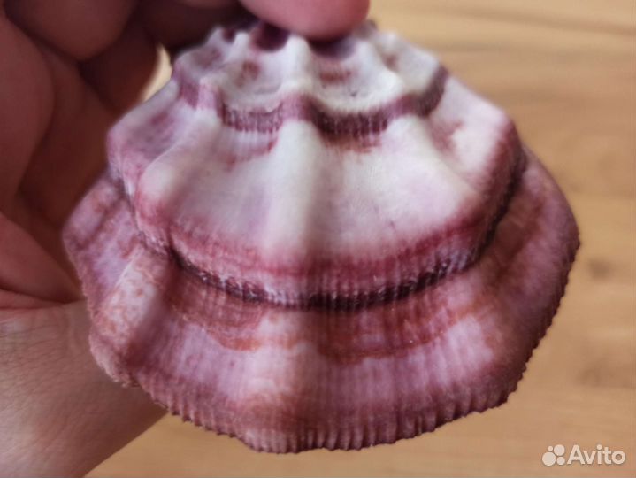 Морская раковина