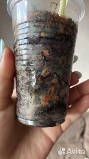 Монстера вариегатная альба