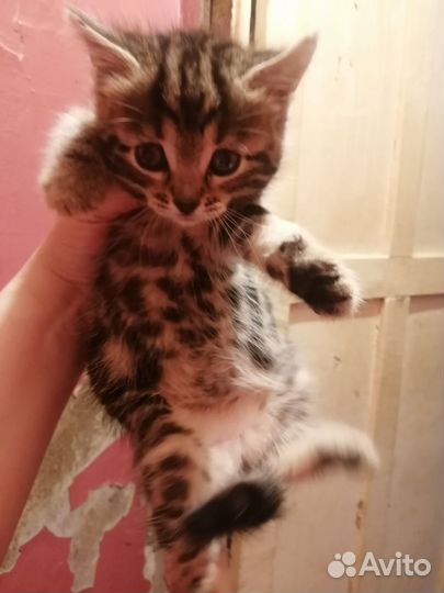 Бенгальская кошечка