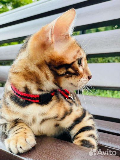 Бенгальская кошка