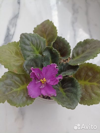 Набор из 3-х фиалок