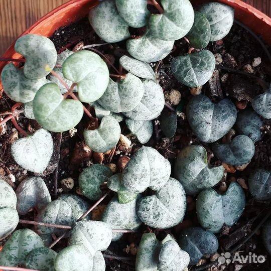 Церопегия вуда. Комнатное растение. Суккуленты