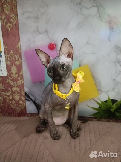 Котёнок Канадский сфинкс