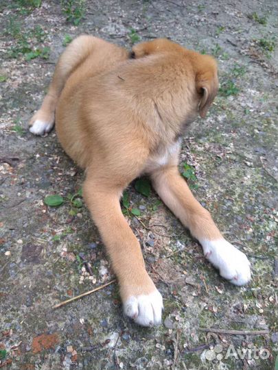 Собака умирает от скуки