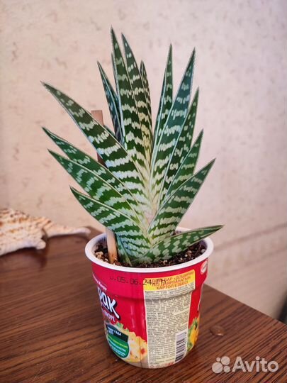 Алоэ пестрое тигровое