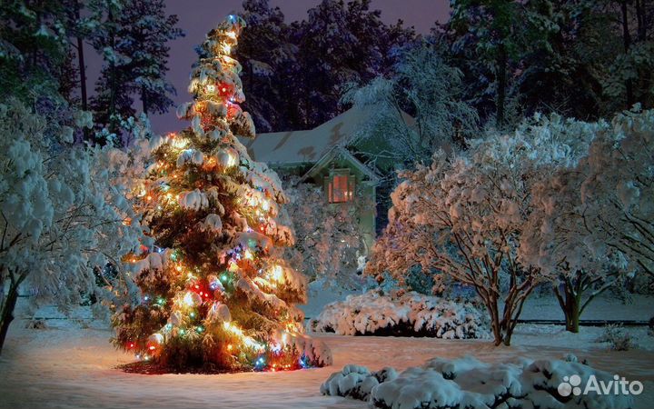 Ель Европейская от 1м до 2,5 м в горшке зкс