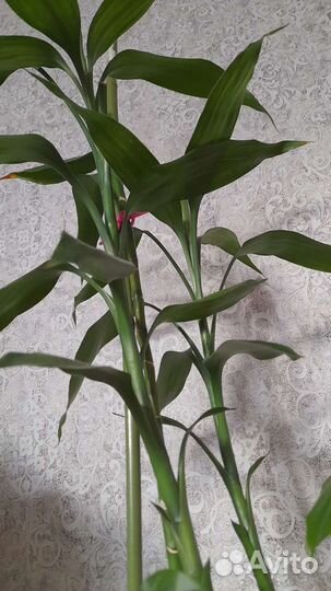 Драцена Сандера