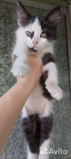 Котята мальчики в добрые руки