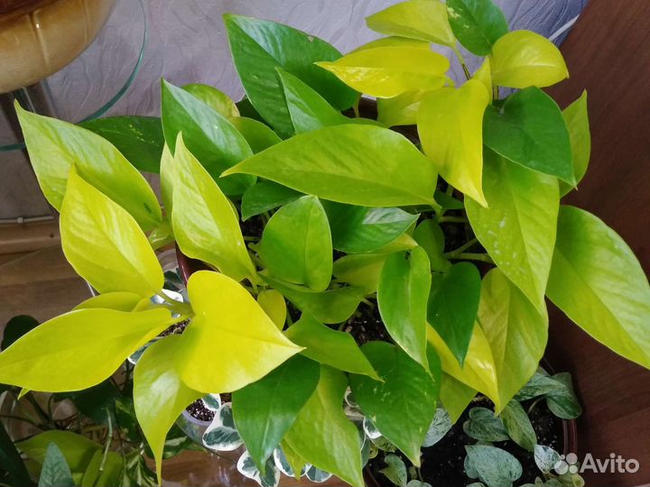 Сциндапсусы