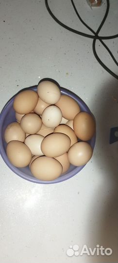 Домашние куриные яйца