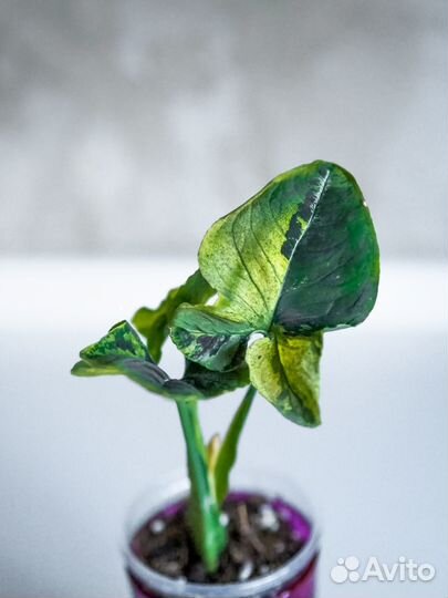 Сингониум яичница scrambled eggs