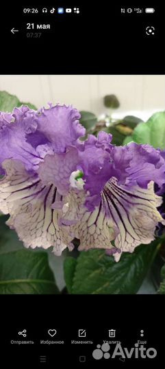 Стрептокарпусы детки и цветущие взрослые