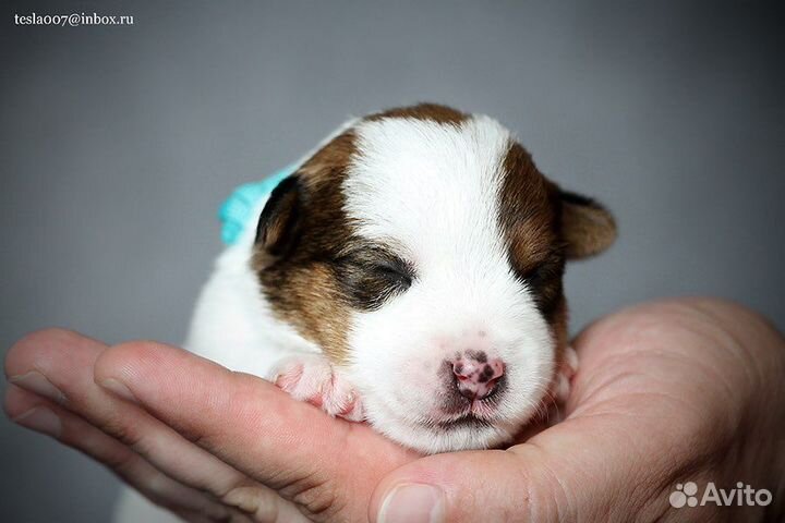 Джек Рассел терьер