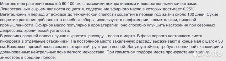 Шалфей мускатный Вознесенский и Сальвия