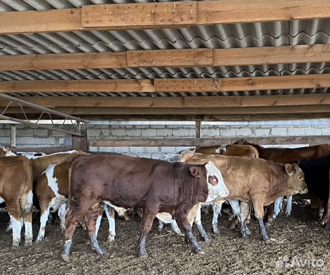 Продаются быки