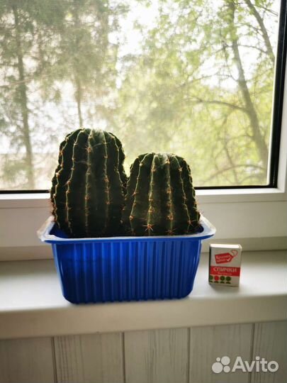 Кактусы и суккуленты