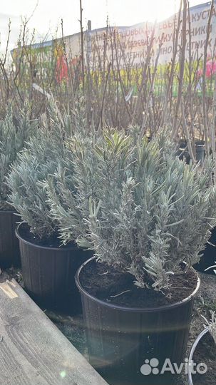 Саженцы виноград Киш миш