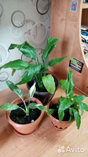 Спатифиллум