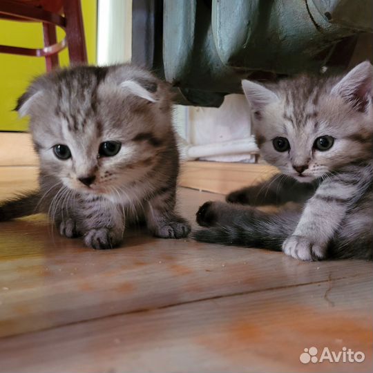 Шотландские котята