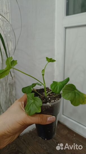 Пеларгония герань плющелистная