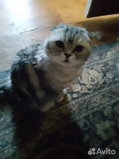 Кошка британка